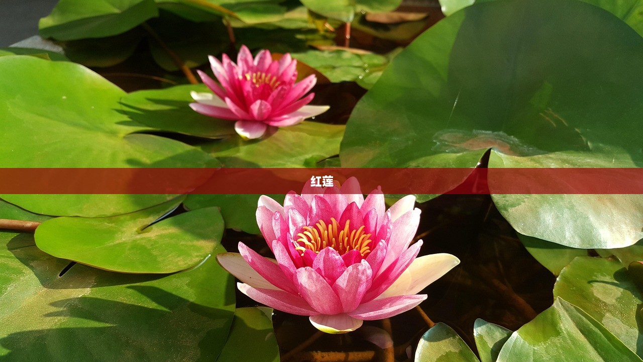 红莲