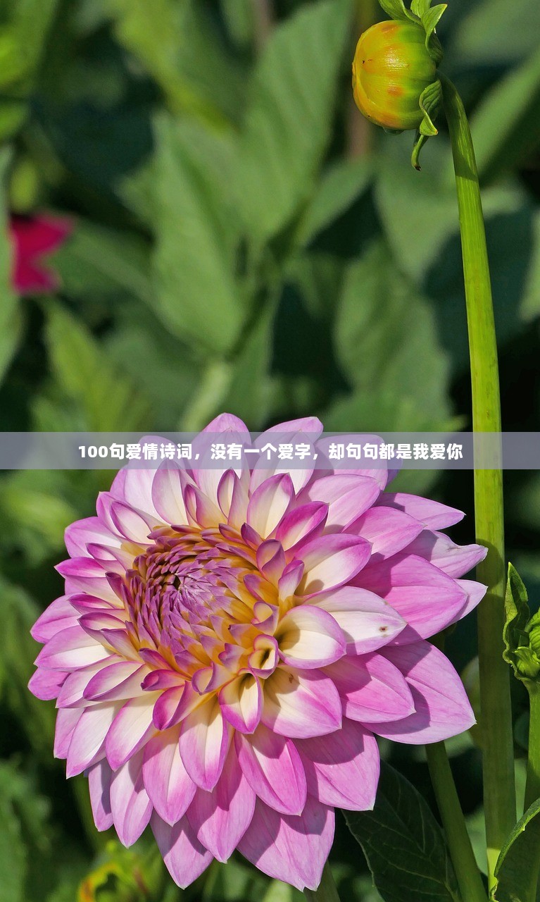 100句爱情诗词，没有一个爱字，却句句都是我爱你