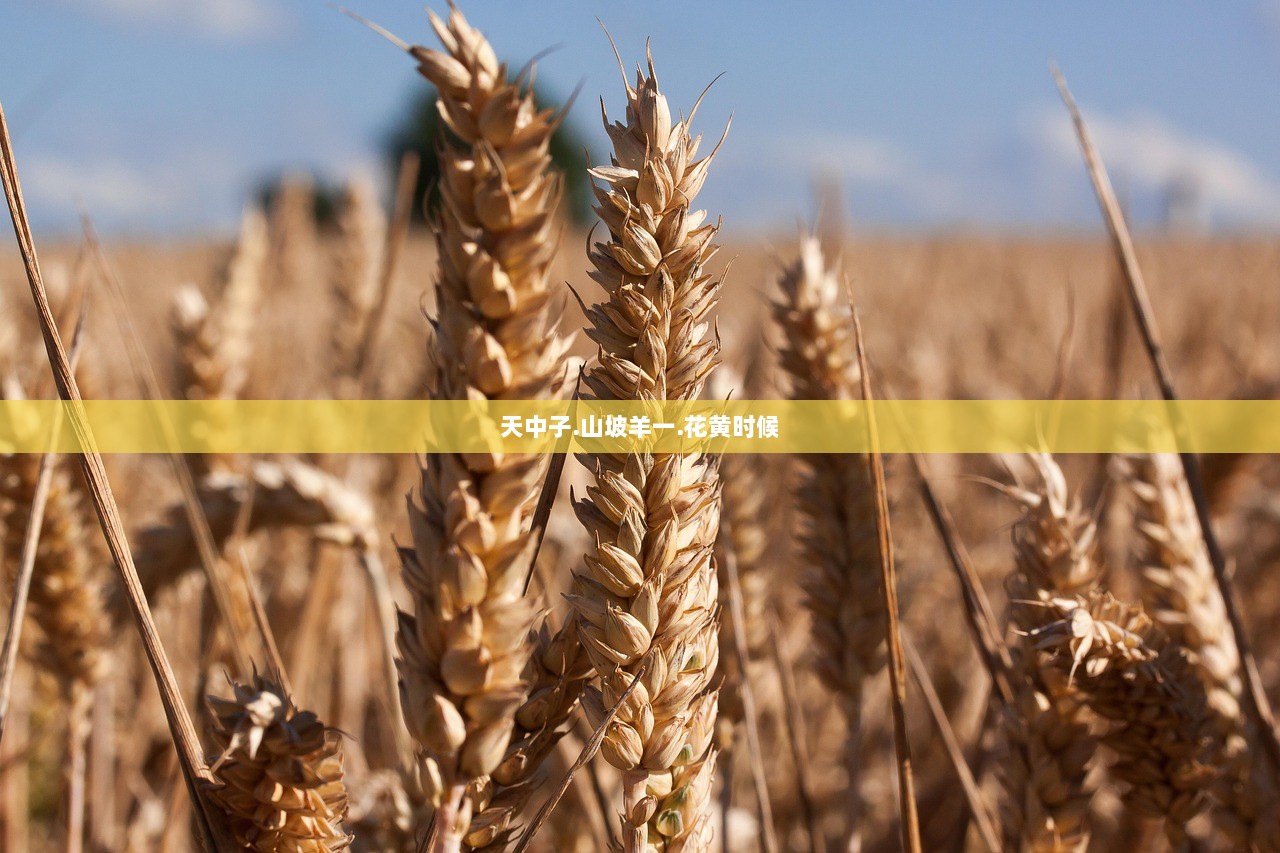 天中子.山坡羊一.花黄时候