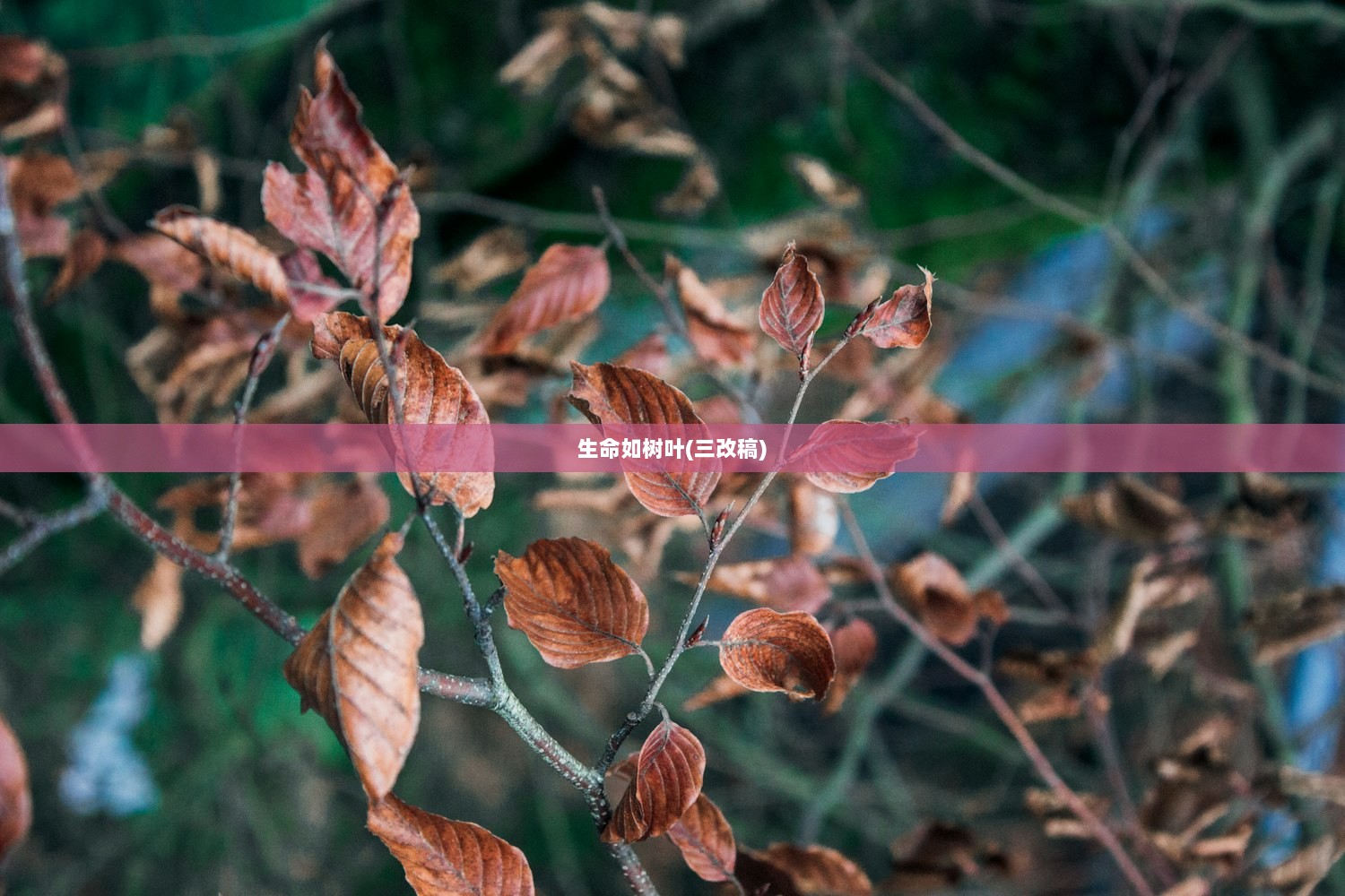 生命如树叶(三改稿)