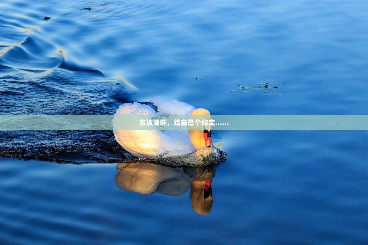 东坡湖畔，给自己个约定……