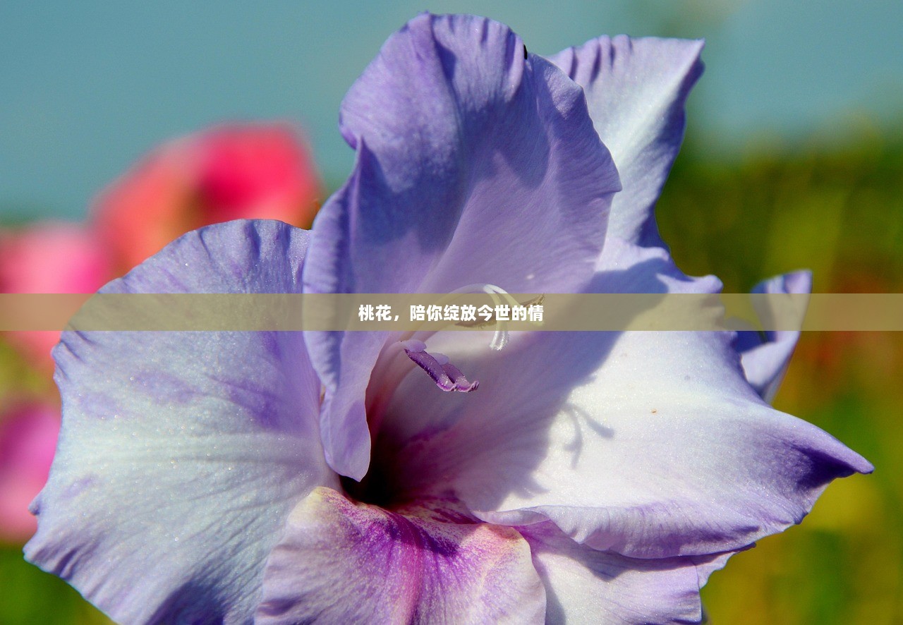 桃花，陪你绽放今世的情