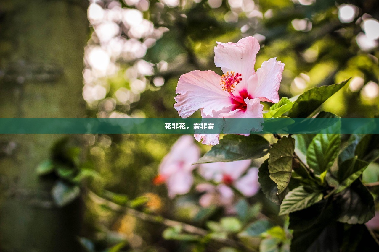 花非花，雾非雾  第1张