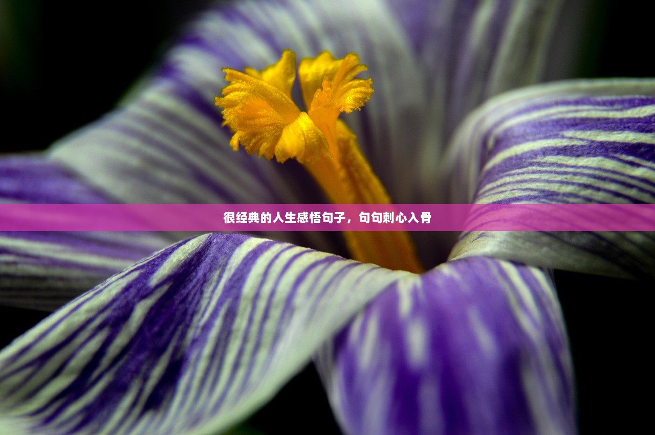 很经典的人生感悟句子，句句刺心入骨