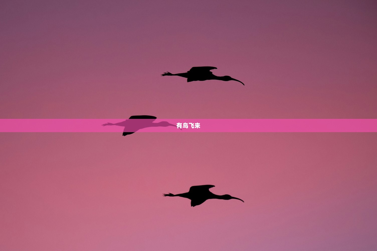 有鸟飞来