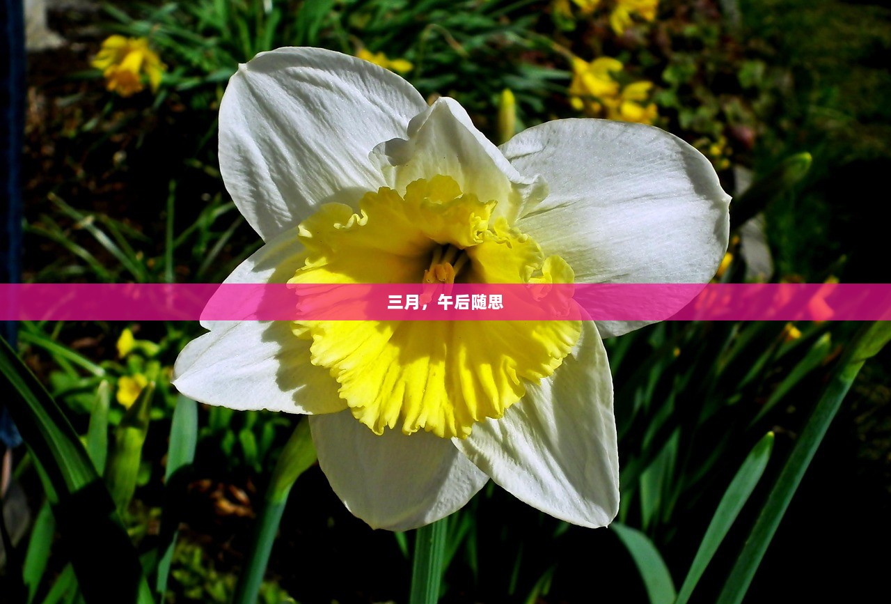 三月，午后随思