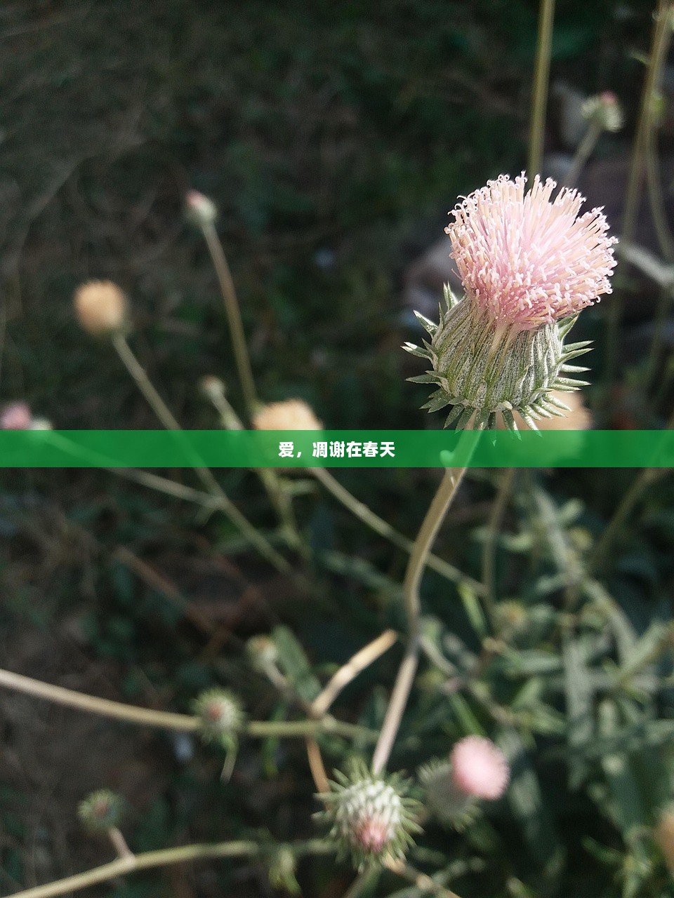 爱，凋谢在春天