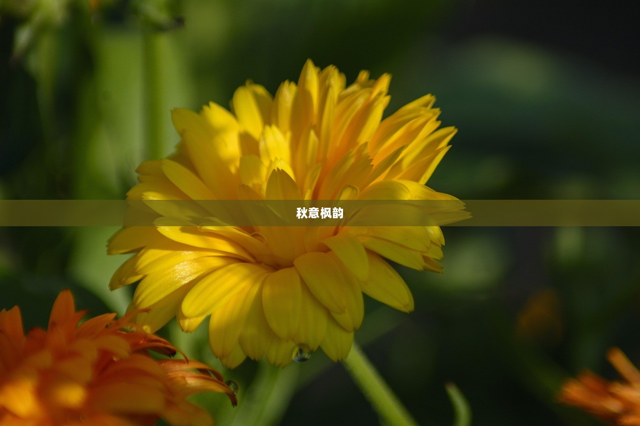 秋意枫韵  第1张