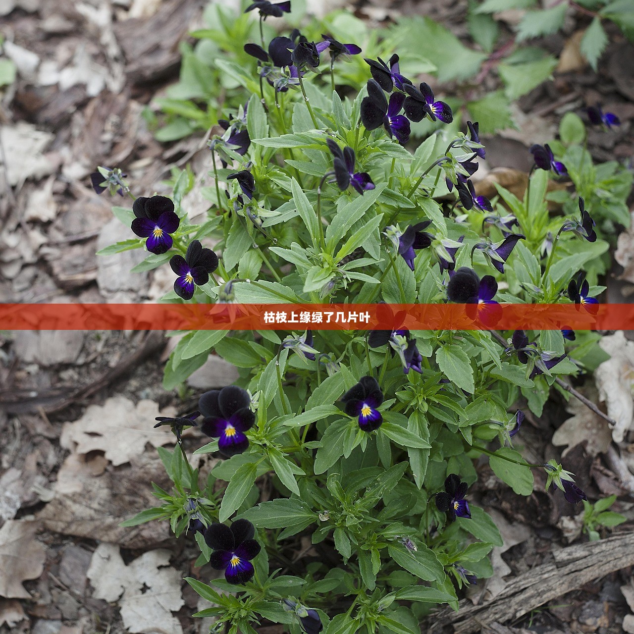 枯枝上缘绿了几片叶