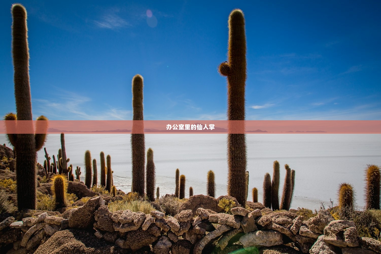 办公室里的仙人掌
