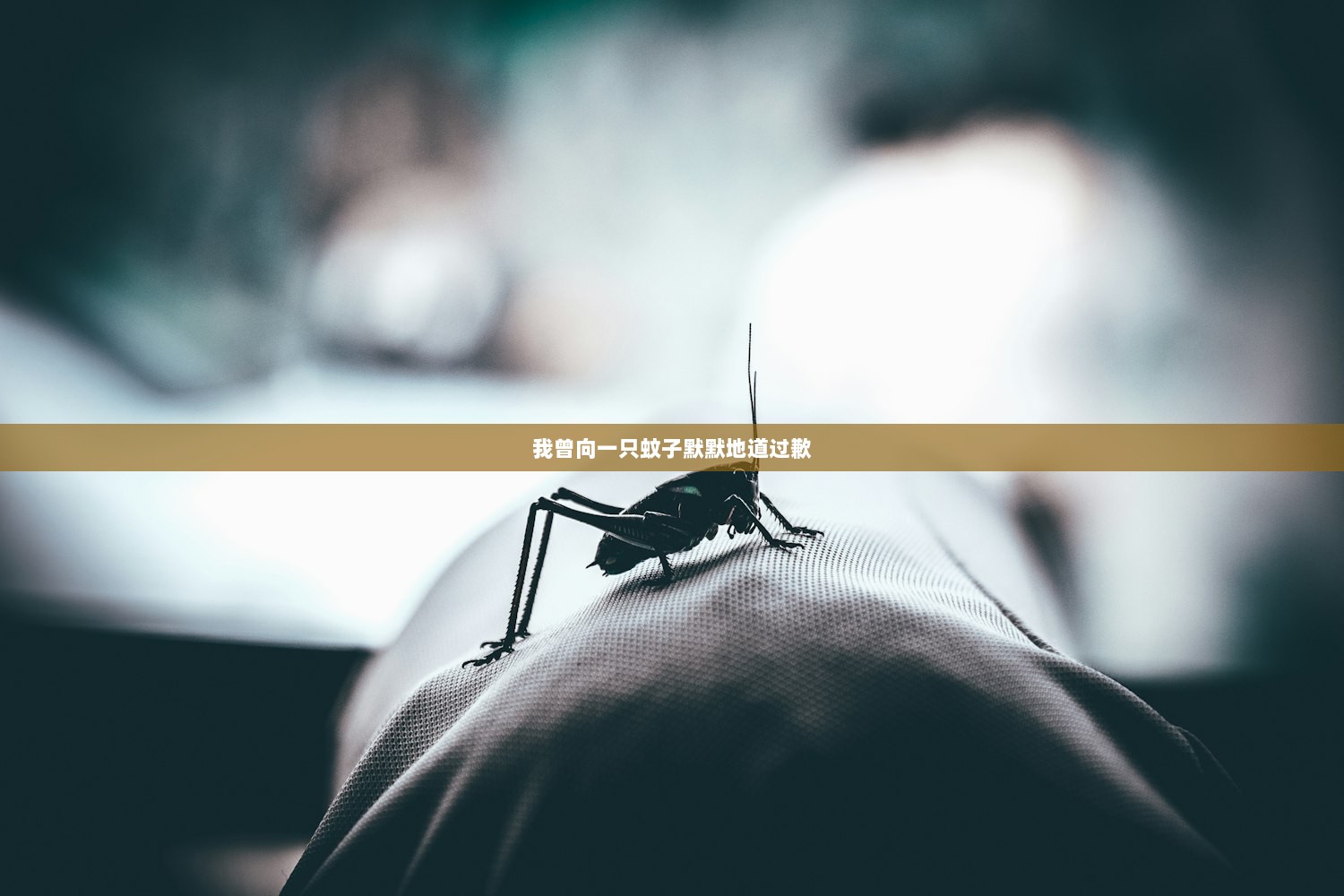 我曾向一只蚊子默默地道过歉