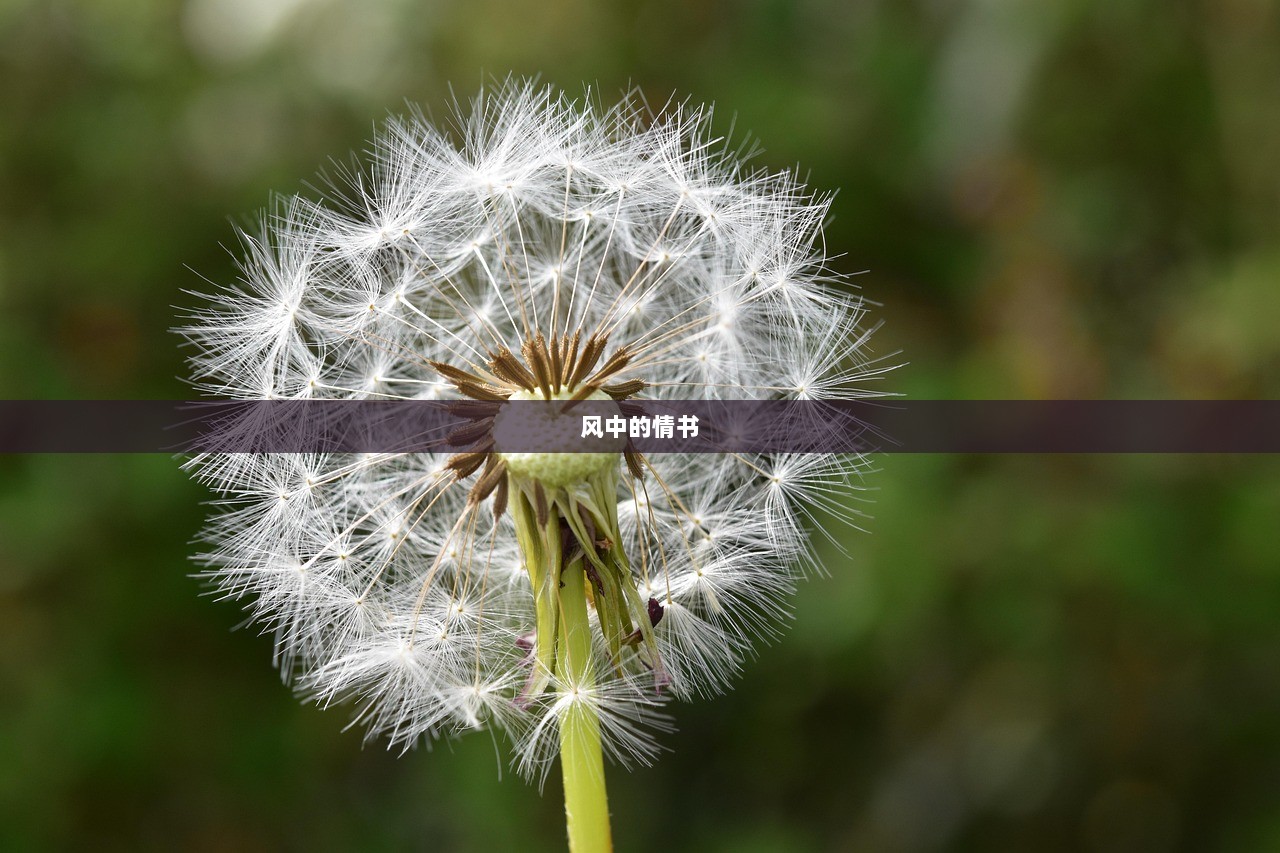 风中的情书