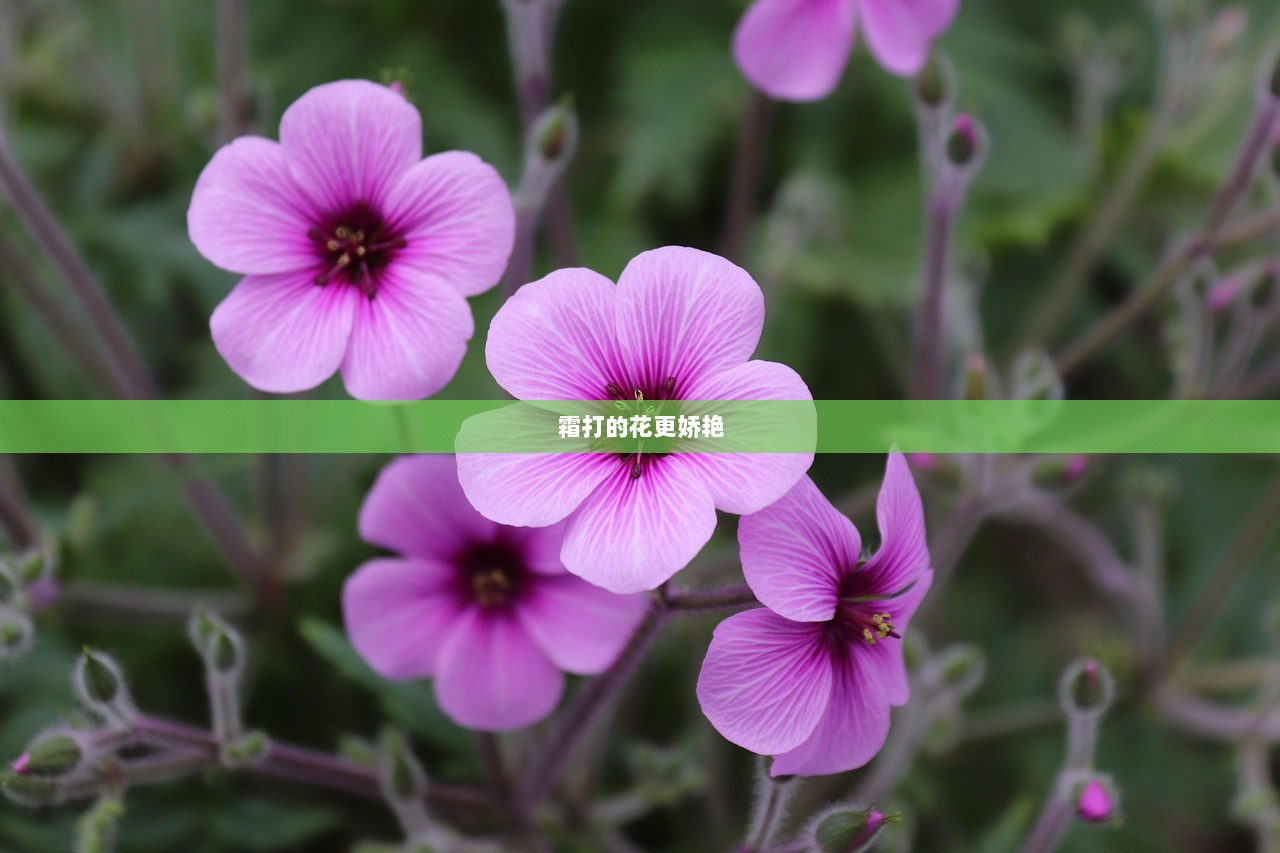 霜打的花更娇艳