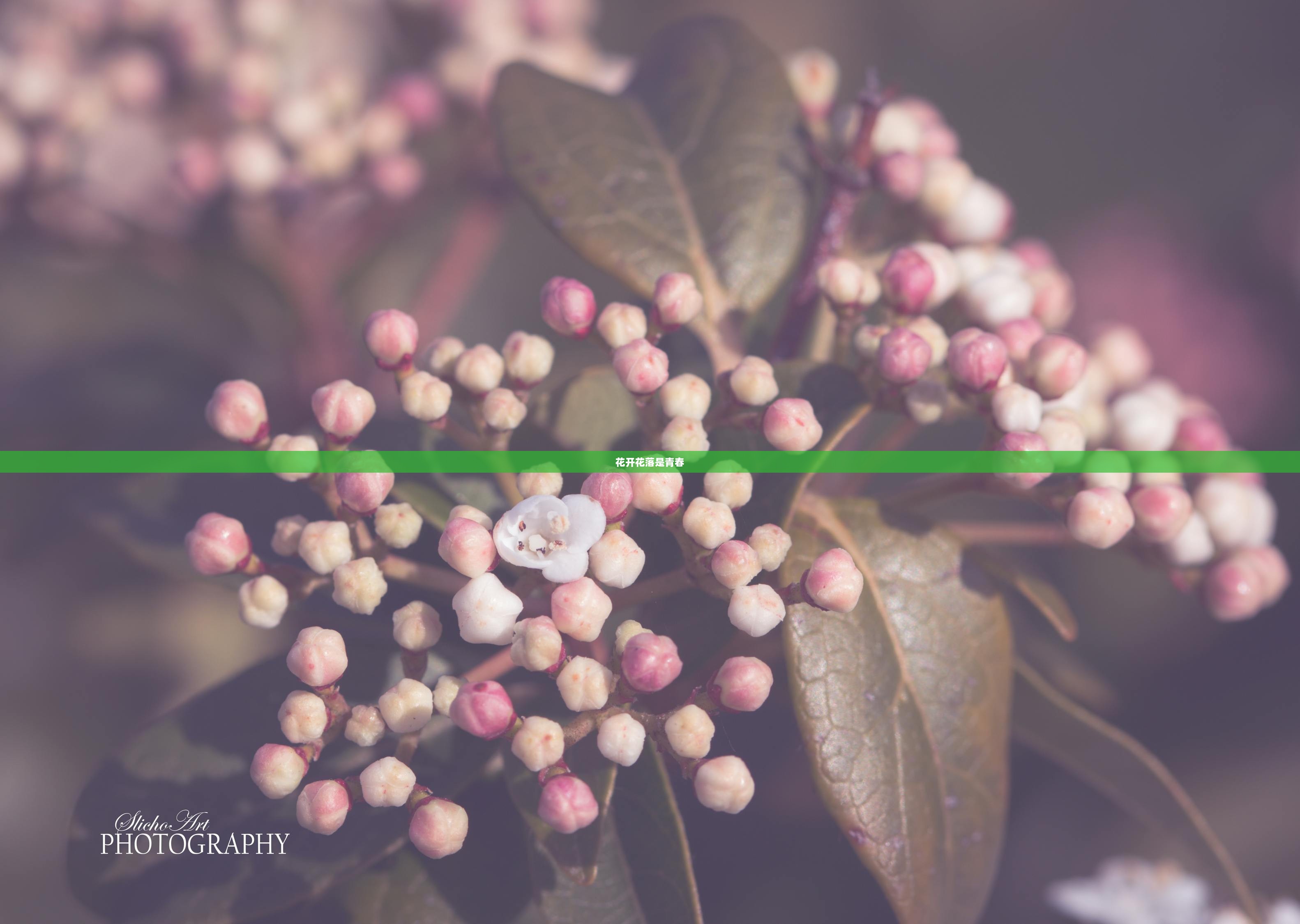 花开花落是青春