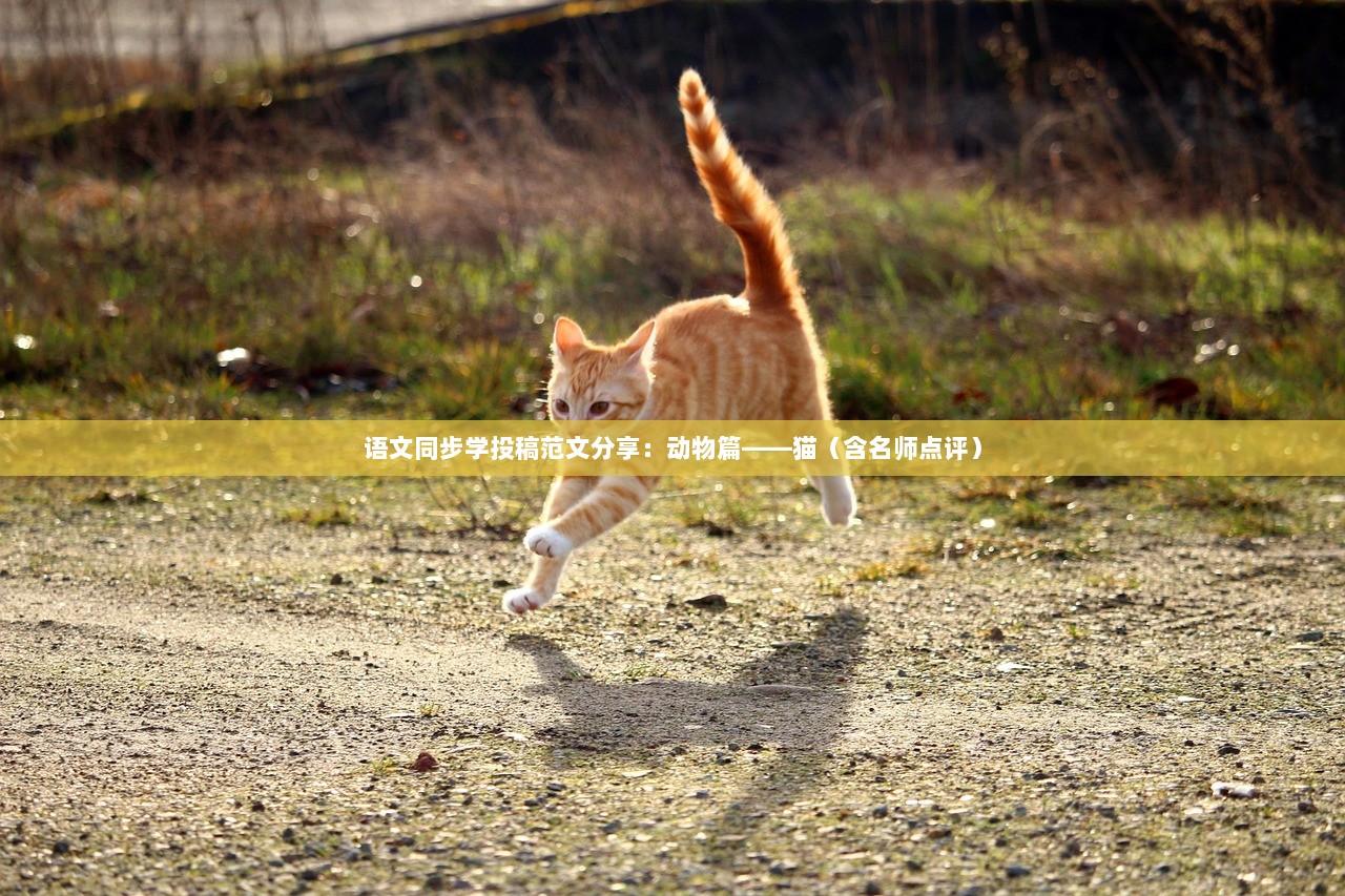 语文同步学投稿范文分享：动物篇——猫（含名师点评）