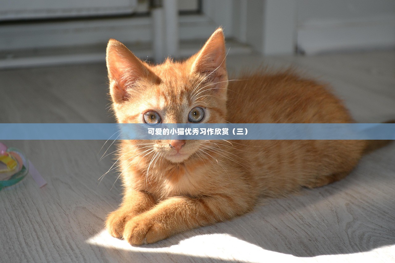 可爱的小猫优秀习作欣赏（三）