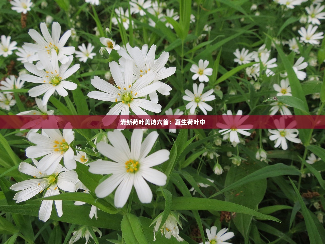 清新荷叶美诗六首：夏生荷叶中