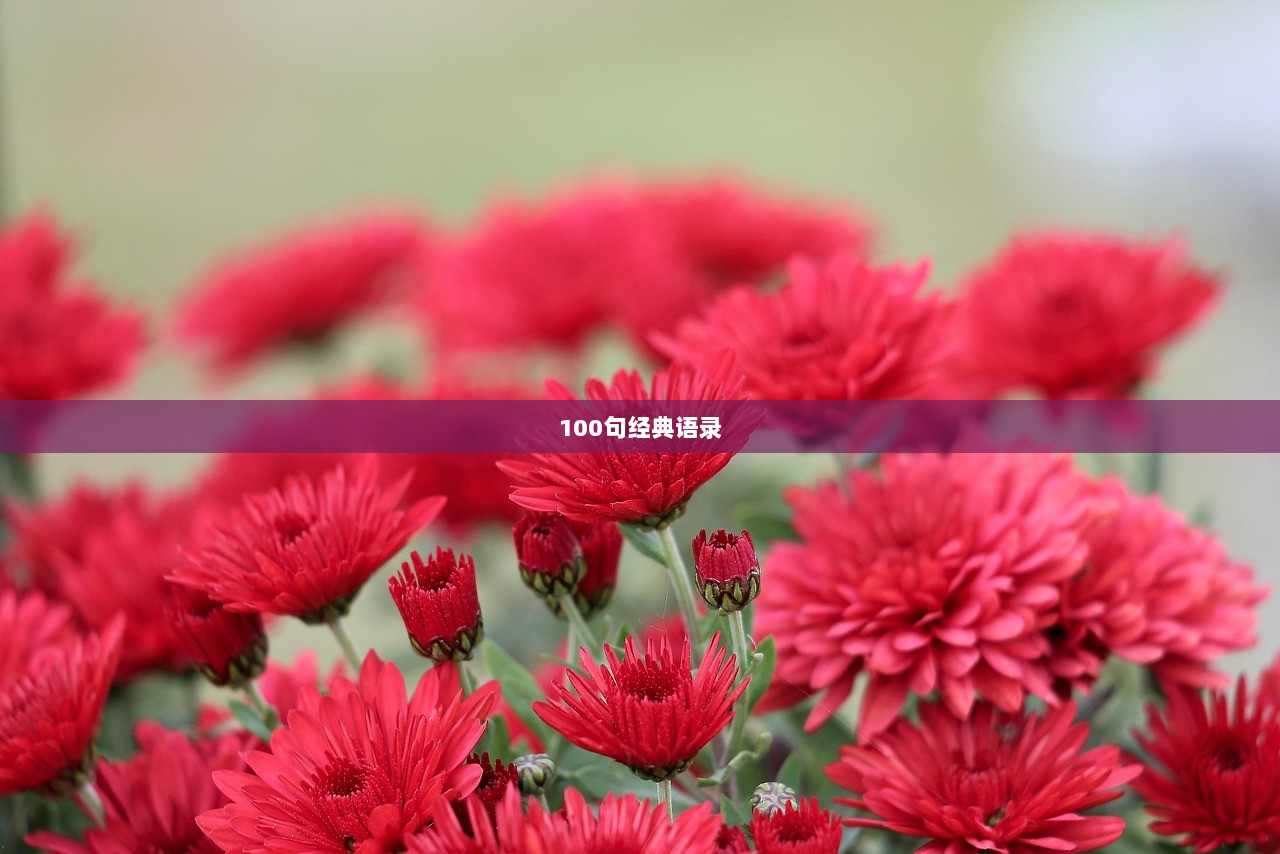 100句经典语录