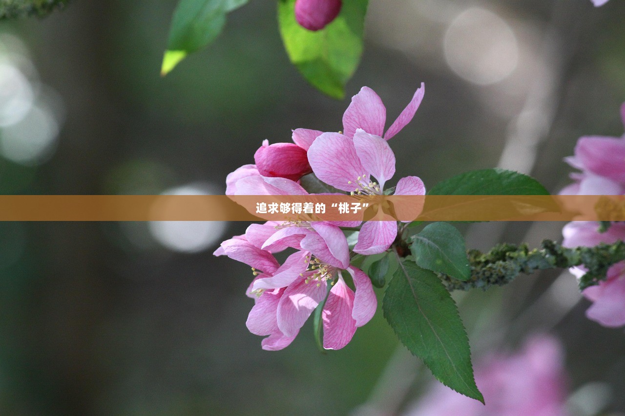 追求够得着的“桃子”