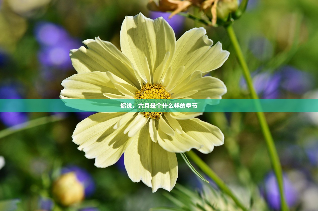 你说，六月是个什么样的季节