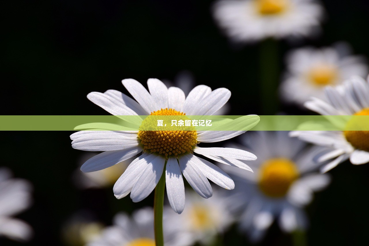 夏，只余留在记忆