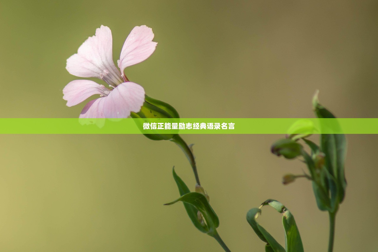 微信正能量励志经典语录名言